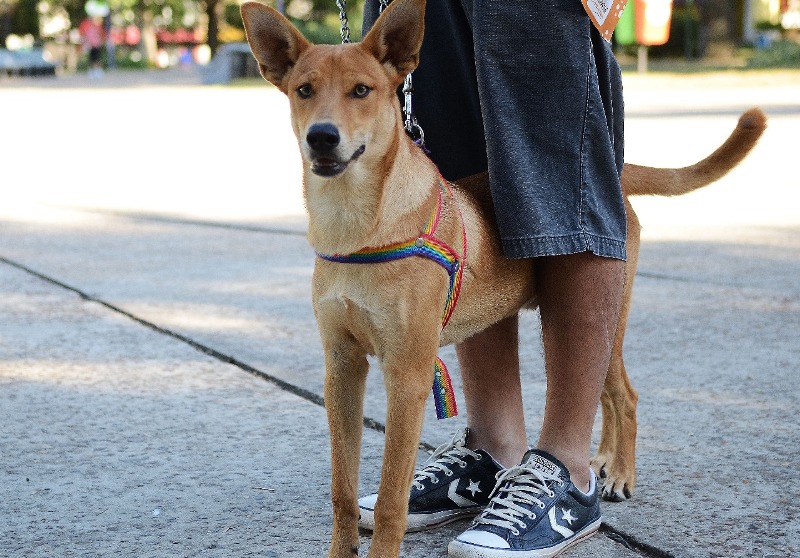 SALUD ANIMAL: VACUNACIÓN Y QUIRÓFANO MÓVIL