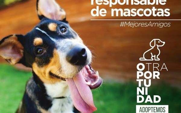 ADOPCIÓN DE MASCOTAS