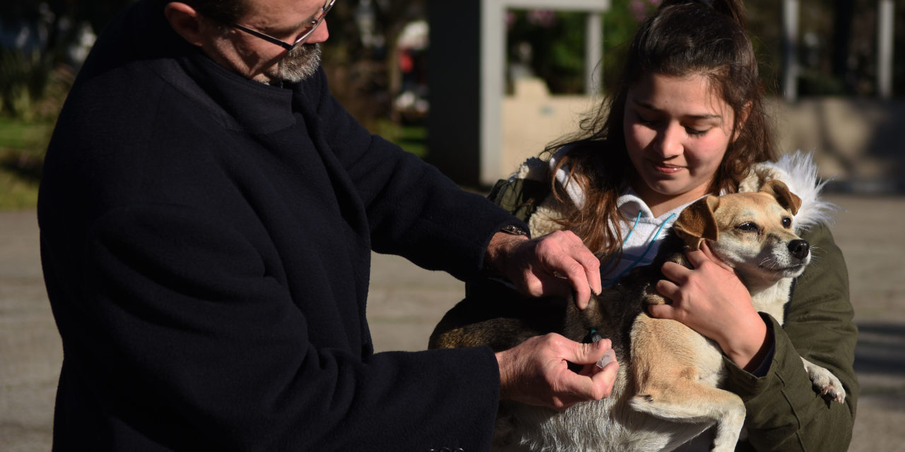 SALUD ANIMAL: VACUNACIÓN Y QUIRÓFANO MÓVIL