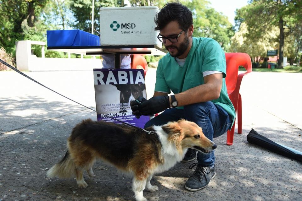 EL MIÉRCOLES SE RETOMARÁ LA CAMPAÑA GRATUITA DE VACUNACIÓN ANTIRRÁBICA PARA PERROS Y GATOS