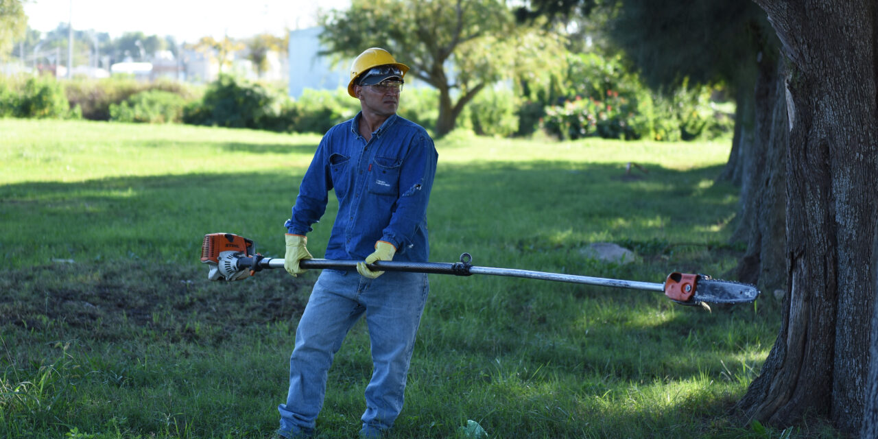 RECOMENDAMOS NO REALIZAR PODAS Y EXTRACCIONES DE ÁRBOLES