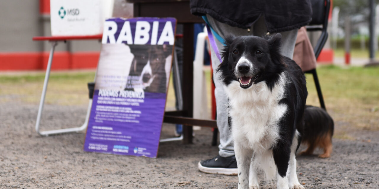 ADOPTAR UNA MASCOTA IMPLICA UNA RESPONSABILIDAD