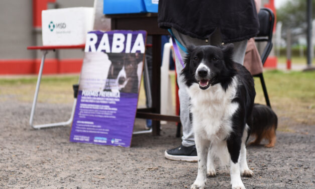 ADOPTAR UNA MASCOTA IMPLICA UNA RESPONSABILIDAD