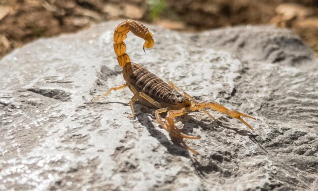 RECEPCIÓN DE ALACRANES PARA CREAR SUERO ANTITÓXICO