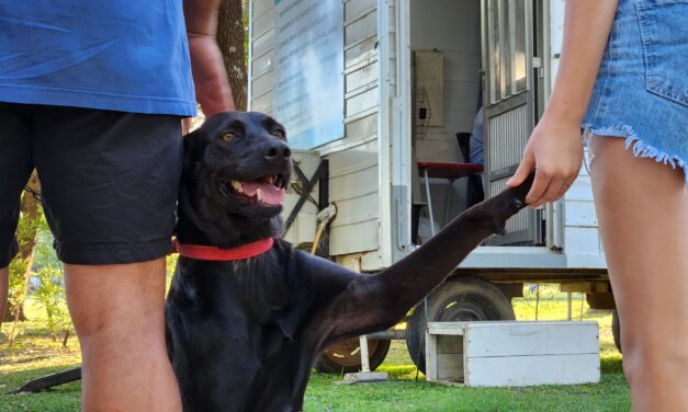 SALUD ANIMAL: tenencia responsable de nuestras mascotas