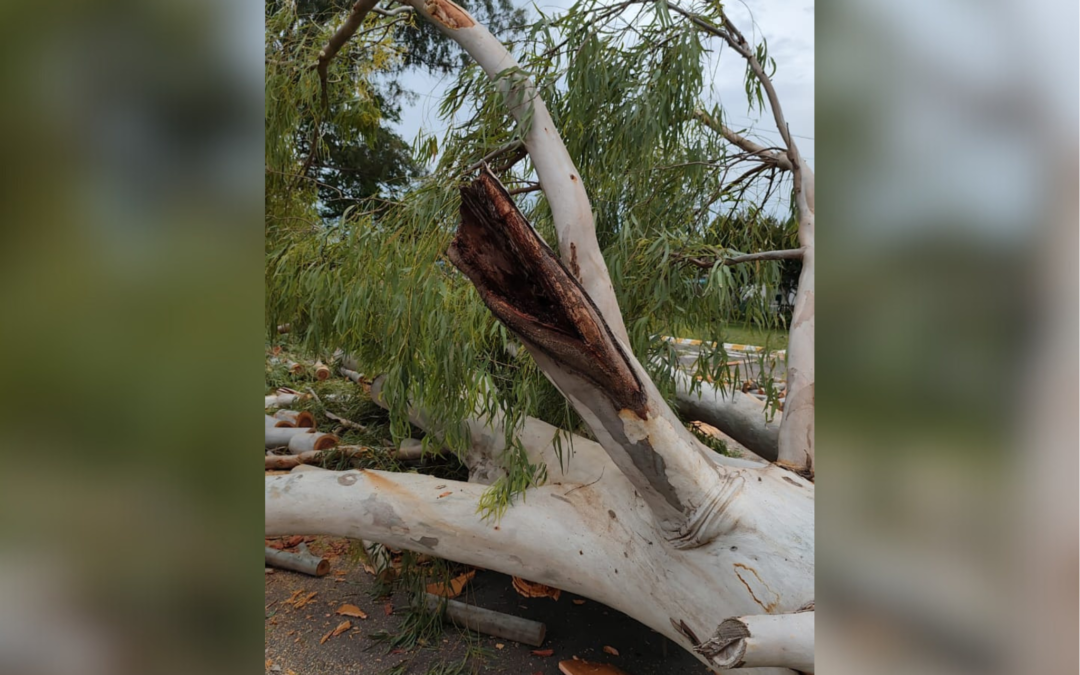 EXTRACCIÓN Y RECAMBIO DE ESPECIES EN EL ARBOLADO URBANO