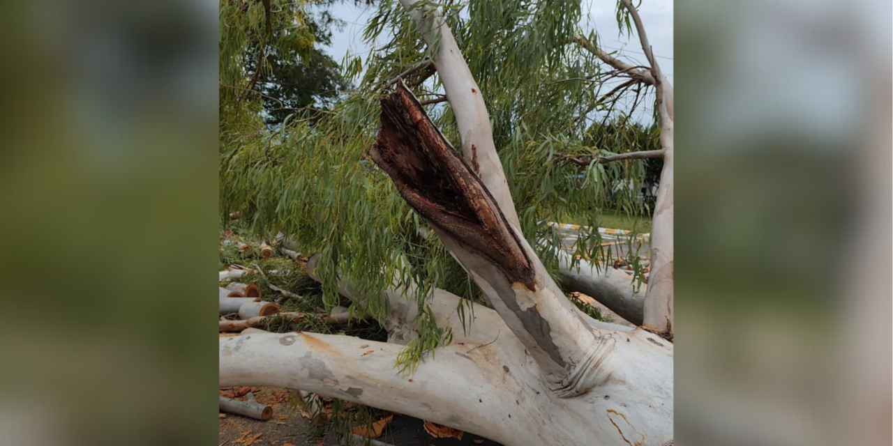 EXTRACCIÓN Y RECAMBIO DE ESPECIES EN EL ARBOLADO URBANO