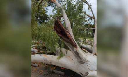 EXTRACCIÓN Y RECAMBIO DE ESPECIES EN EL ARBOLADO URBANO
