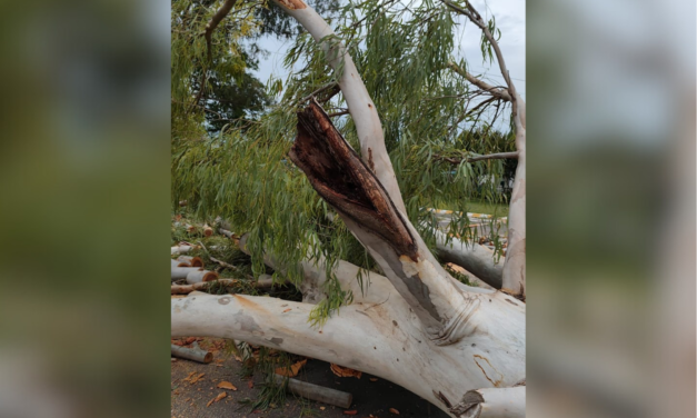 EXTRACCIÓN Y RECAMBIO DE ESPECIES EN EL ARBOLADO URBANO