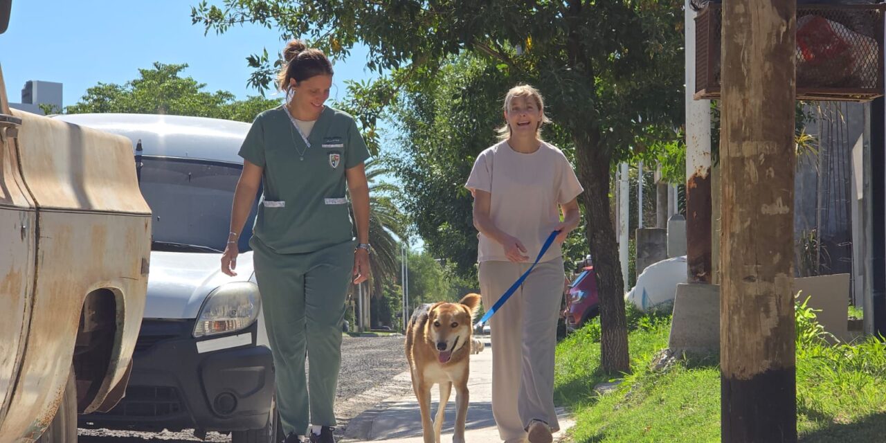 LOS BENEFICIOS DE LA ADOPCIÓN RESPONSABLE DE MASCOTAS